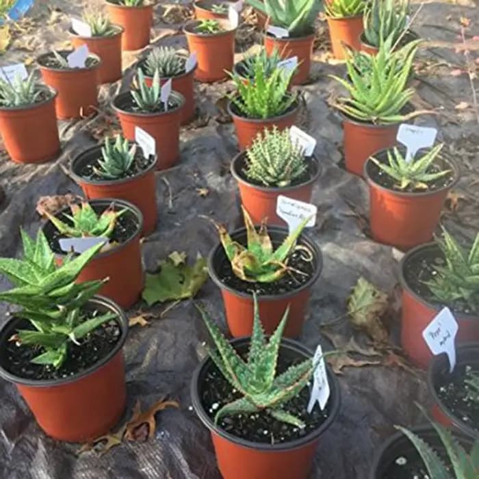 Étiquettes de plantes en plastique PVC blanc, marqueur de Type T, étiquette de jardin pour pépinière