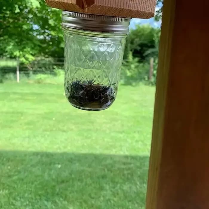 Piège à abeilles de charpentier pour l'extérieur