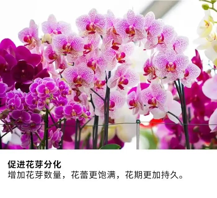 Orchid Special Household Potting Navigateur