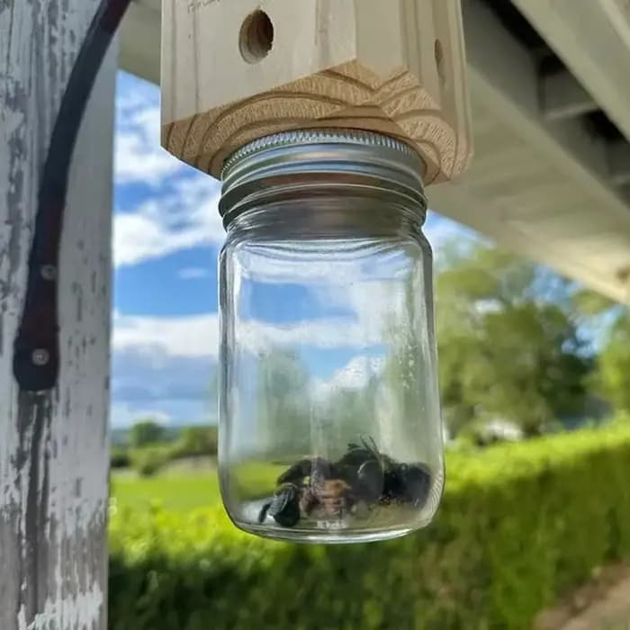 Piège à abeilles de charpentier pour l'extérieur