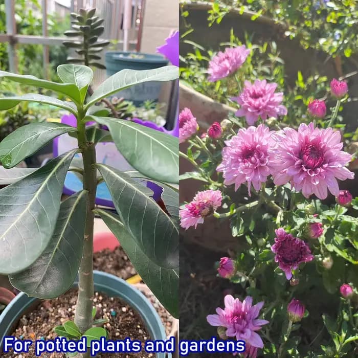 Extrait d'algues 50g, nouvel engrais organique pour bonsaï de jardin