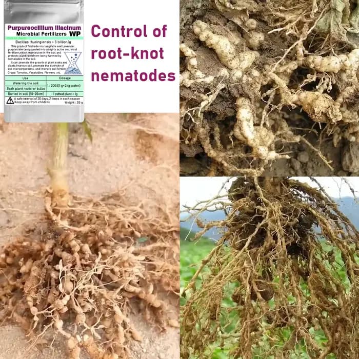 Champignon Biocontrol avancé Purpureocillium lilasine