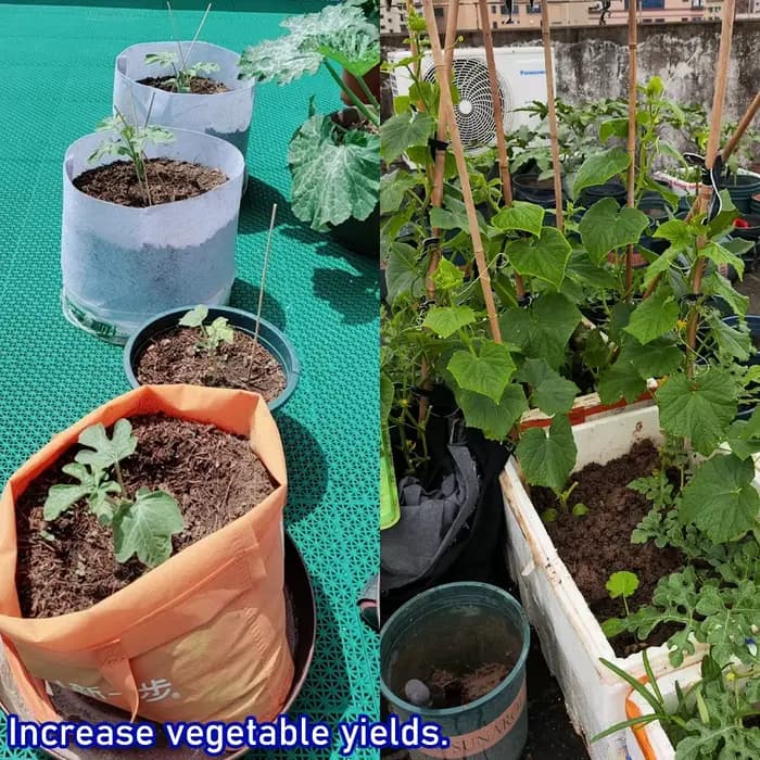 Extrait d'algues 50g, nouvel engrais organique pour bonsaï de jardin