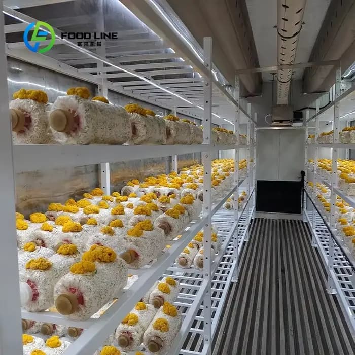 Serre conteneurisée haute performance de 40 pieds, climat contrôlé, pour la culture hydroponique de légumes-feuilles en usine
