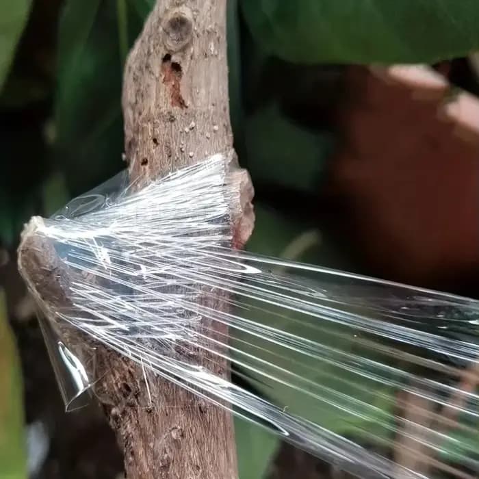 Ruban de greffage auto-adhésif en PE, film extensible pour arbres de jardin, plantes, semis, vignes,